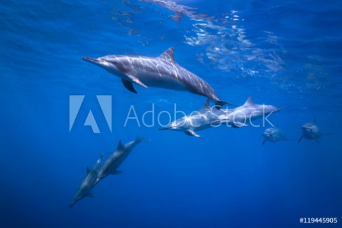 Picture of Dolphin Pod